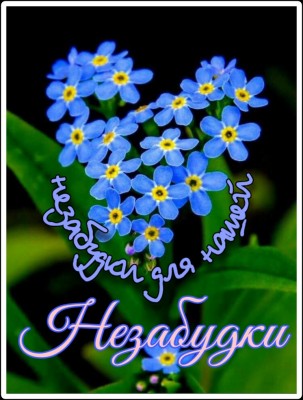 Незабудки.jpg