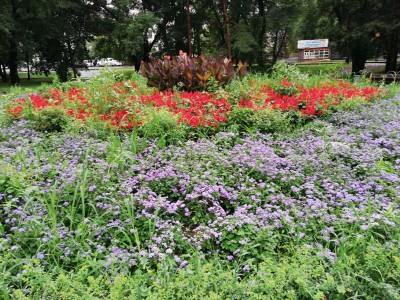 IMG_20200802_175208.jpg