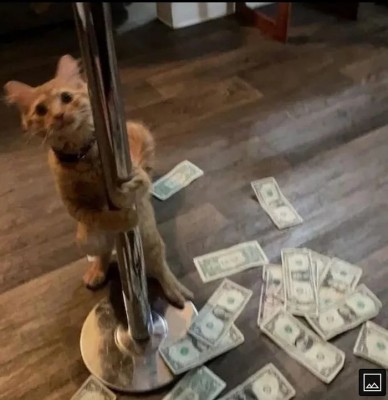 котэ-pole-dance-6591663.jpeg