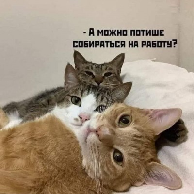 коты-картинки-с-надписями-понедельник-6626610.jpeg
