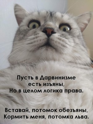 котэ-Олень-чучело-4174903.jpeg