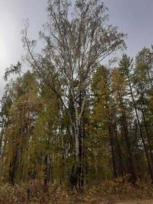 03 Берёза разнесколькилась.jpg