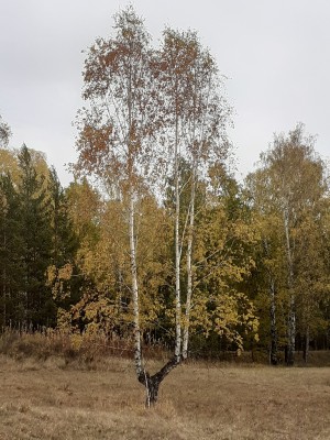 03 Берёза-подсвечник.jpg