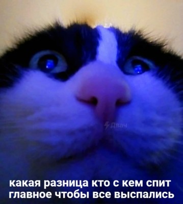 кот-Приколы-для-даунов-разное-двач-7208963.jpeg