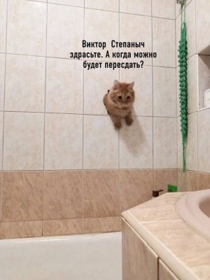 котэ-картинки-7802875.jpeg