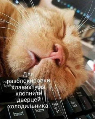 котэ-8063654.jpeg