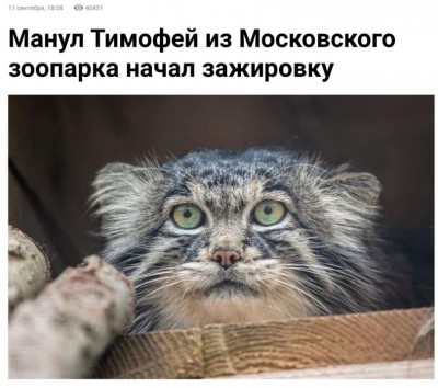 картинка-с-текстом-манул-котэ-8121619.jpeg