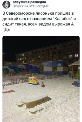 twitter-интернет-Лиса-фэндомы-8248111.jpeg