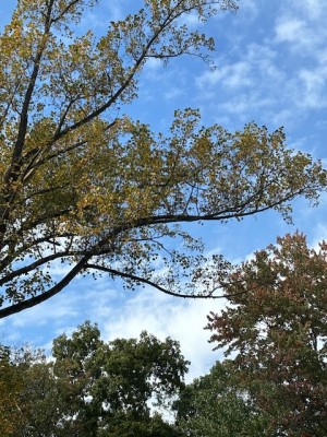 IMG_6567.jpeg