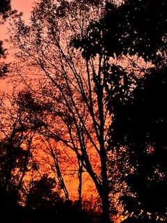 IMG_6895.jpeg