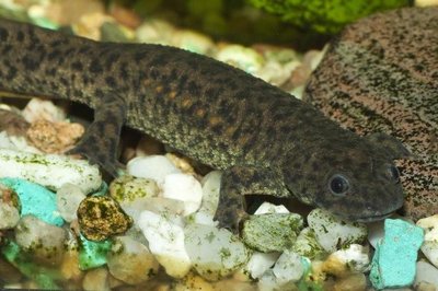 tritony-v-akvariume-soderzhanie_8_1.jpg