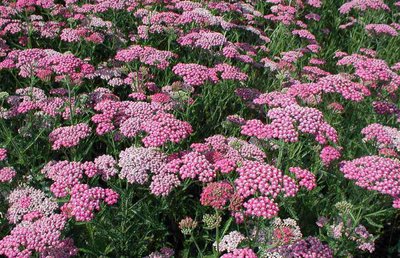 Achillea-mill.-Smiling-Queen.jpg