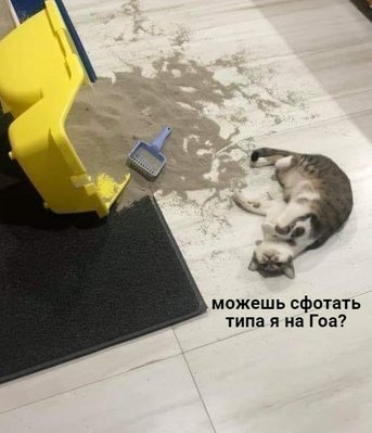 котизм-лоток-оно-само-3553867.jpeg